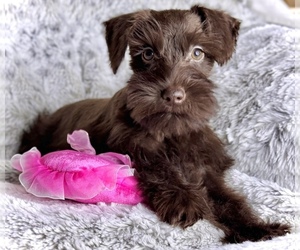 Schnauzer (Miniature) Puppy for sale in COLORADO SPRINGS, CO, USA