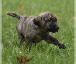 Small #4 Boxer Mix