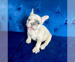 Small Photo #68 French Bulldog Puppy For Sale in CHARLOTTE, NC, USA