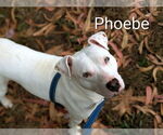Small #1 American Pit Bull Terrier Mix