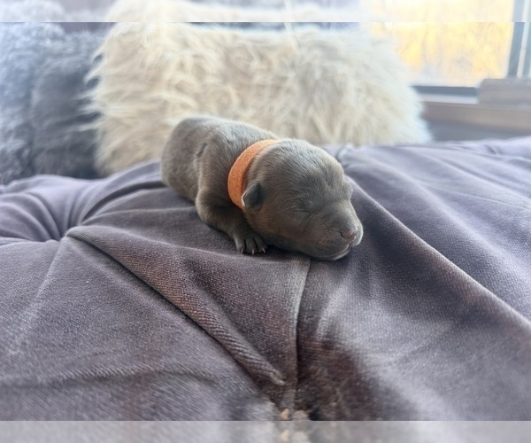 Medium Photo #2 American Pit Bull Terrier Puppy For Sale in ORANGE, NJ, USA