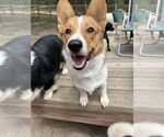 Small #3 Pembroke Welsh Corgi
