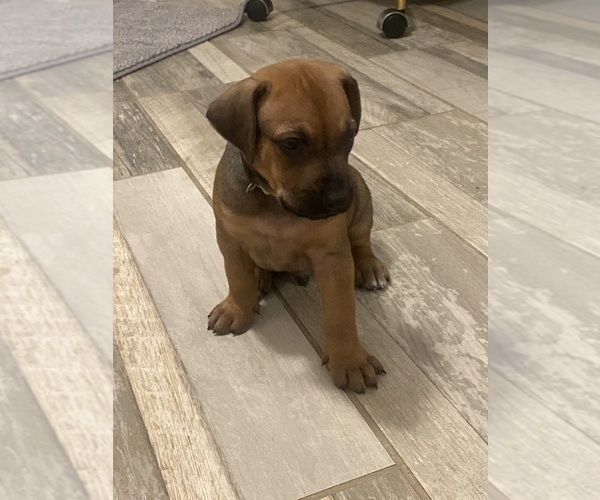 Medium Photo #133 Rhodesian Ridgeback Puppy For Sale in KELLER, TX, USA