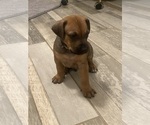 Small Photo #133 Rhodesian Ridgeback Puppy For Sale in KELLER, TX, USA