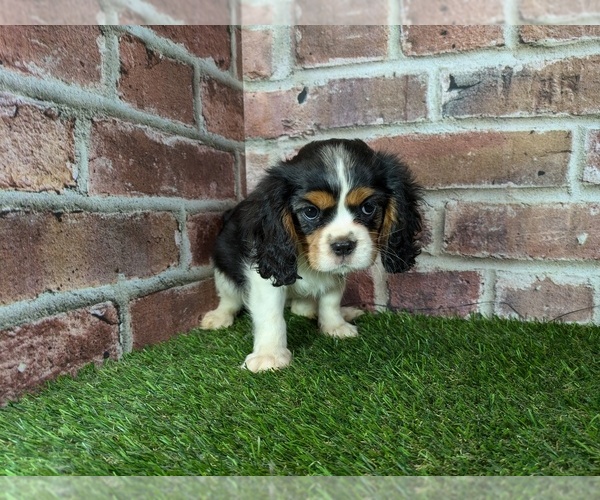 Medium Photo #6 Cavalier King Charles Spaniel Puppy For Sale in CLARK, MO, USA