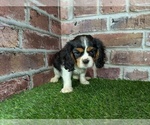 Small #5 Cavalier King Charles Spaniel