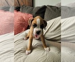 Small Photo #3 Boxer Puppy For Sale in BRIGHTON, CO, USA