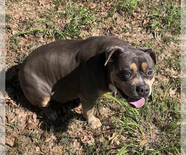 Medium Photo #1 American Bulldog Puppy For Sale in San Antonio, TX, USA