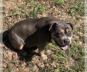 American Bulldog Dogs for adoption in San Antonio, TX, USA