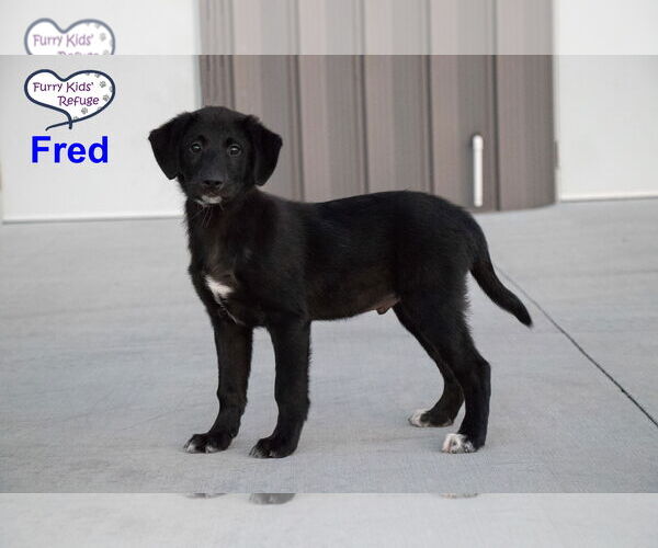 Medium Photo #3 Labrenees Puppy For Sale in Lee's Summit, MO, USA