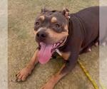 Small #1 Staffordshire Bull Terrier Mix