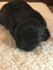 Shorkie Tzu Puppy for sale in CLAY CITY, KY, USA