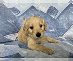 Small Photo #8 Goldendoodle Puppy For Sale in MC LEANSVILLE, NC, USA