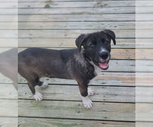 Labrador Retriever-Unknown Mix Dogs for adoption in Murfreesboro, NC, USA