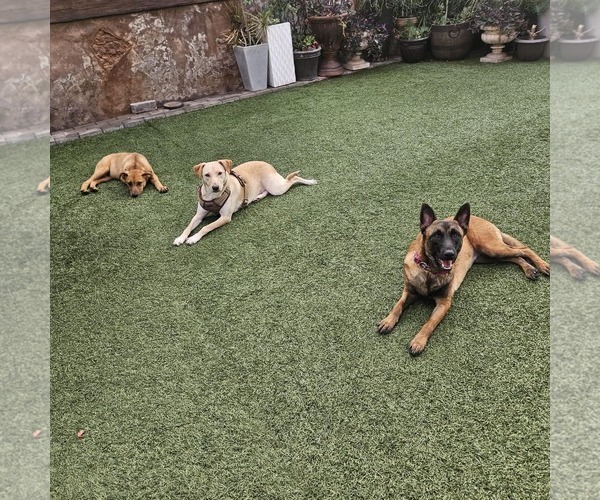 Medium Photo #7 Mutt Puppy For Sale in Escondido, CA, USA