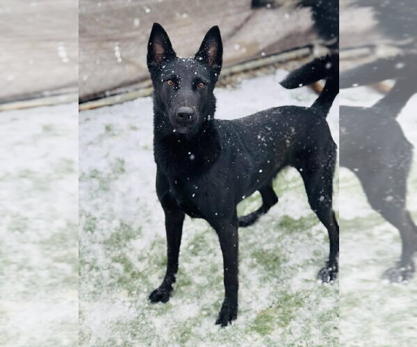 Medium Photo #4 Mutt Puppy For Sale in Cookeville, TN, USA