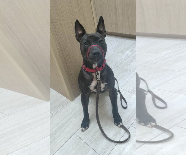 Medium Photo #24 Mutt Puppy For Sale in Pompano Beach , FL, USA