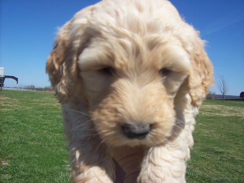 Medium Photo #1 Miniature Labradoodle Puppy For Sale in STURGIS, KY, USA