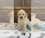 Small #35 Goldendoodle