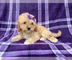 Small #5 Cavapoo (Miniature)