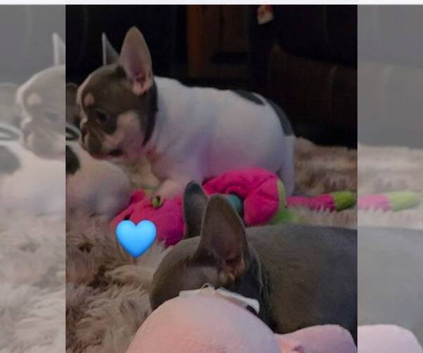 Medium Photo #8 French Bulldog Puppy For Sale in BOSTON, KY, USA