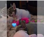 Small #7 French Bulldog
