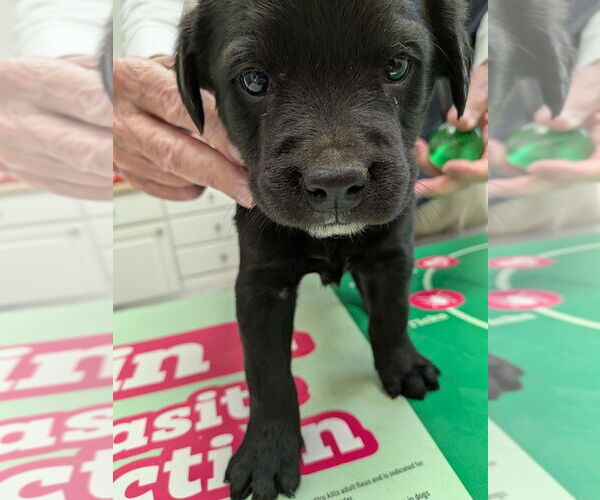 Medium Photo #1 Borador Puppy For Sale in garner, NC, USA