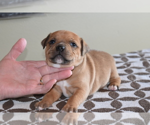 Staffordshire Bull Terrier Puppy for sale in FORT WAYNE, IN, USA