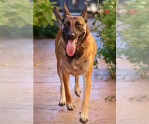 Cheyenne - Female Mutt Dog for Adoption - Photo #3