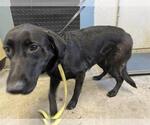 Small Labrador Retriever Mix