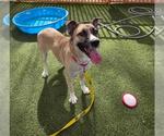 Small Anatolian Shepherd Mix
