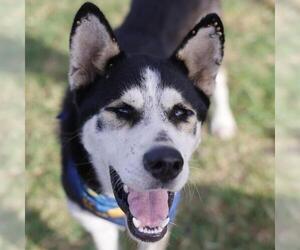 Siberian Husky-Unknown Mix Dogs for adoption in San Antonio, TX, USA