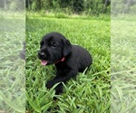 Puppy Layla Labrador Retriever