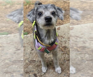 Gwen - Female Pom-A-Poo Dog for Adoption - Photo #2