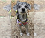 Small Photo #2 Pom-A-Poo Puppy For Sale in Clarkston, MI, USA