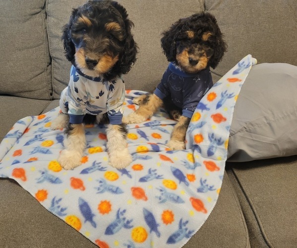 Medium Photo #1 Aussiedoodle Puppy For Sale in CHANDLER, AZ, USA