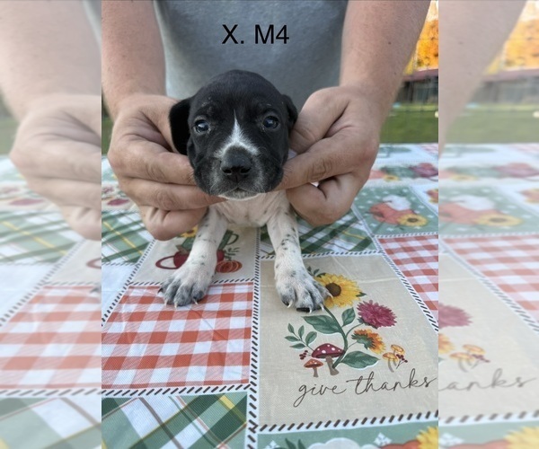 Medium Photo #28 German Shorthaired Pointer Puppy For Sale in ARGONNE, WI, USA