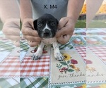 Small Photo #28 German Shorthaired Pointer Puppy For Sale in ARGONNE, WI, USA