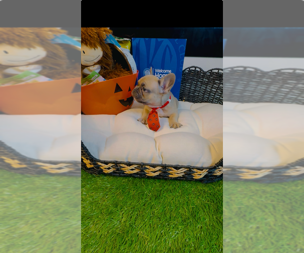 Medium Photo #5 French Bulldog Puppy For Sale in ATHENS, GA, USA
