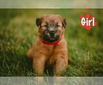 Puppy Sissy Soft Coated Wheaten Terrier