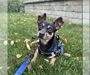 Chihuahua-Unknown Mix Dogs for adoption in Mundelein, IL, USA