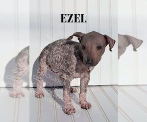 Xoloitzcuintli (Mexican Hairless) Puppy for sale in MERCED, CA, USA