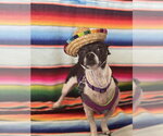 Small #12 Chihuahua Mix