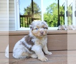 Small #2 Miniature Australian Shepherd