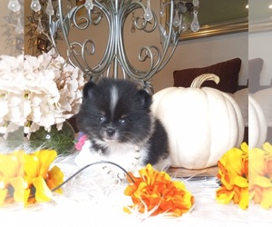 Pomeranian Puppy for sale in BEVERLY HILLS, CA, USA