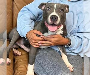 American Pit Bull Terrier-Unknown Mix Dogs for adoption in Spring Lake, NJ, USA