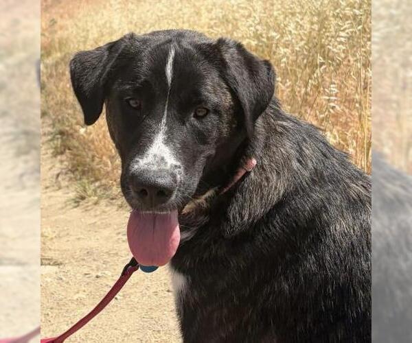 Medium Photo #2 Pyrenees Husky Puppy For Sale in Bakersfield, CA, USA