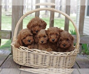 Cocker Spaniel-Poodle (Miniature) Mix Litter for sale in SALEM, MO, USA