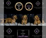 Small Photo #17 Cavapoo Puppy For Sale in WARSAW, IN, USA