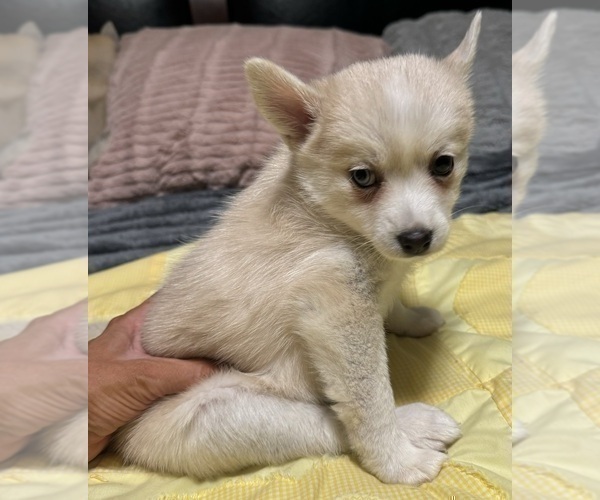 Medium Photo #175 Pomsky Puppy For Sale in LOVELAND, CO, USA